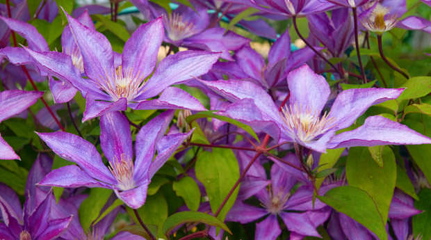 При правильном выполнении мероприятий по подготовке клематисов к холодам, растение прекрасно выдерживают любые капризы природы